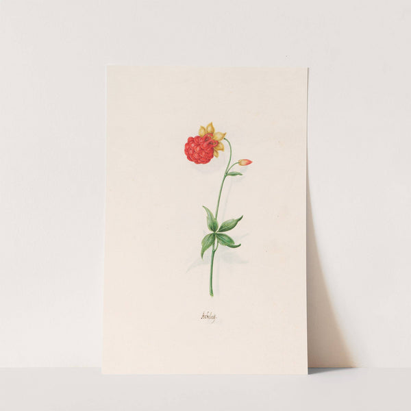 Ackeleÿ (1692) by Magdelena Rosina Funck