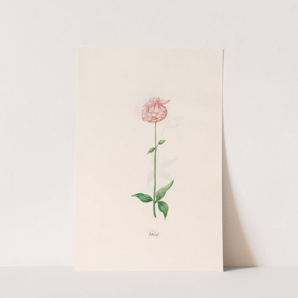 Ackeleÿ (1692) by Magdelena Rosina Funck