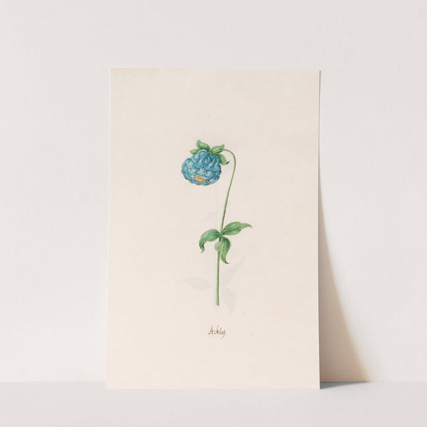 Ackeleÿ (1692) by Magdelena Rosina Funck