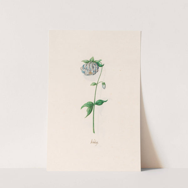 Ackeleÿ (1692) by Magdelena Rosina Funck