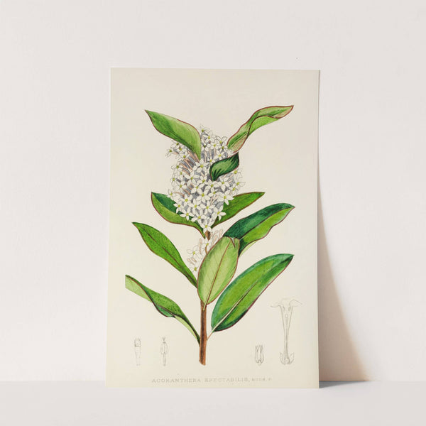 Acokanthera Spectabilis by Illtyd Buller Pole-Evans