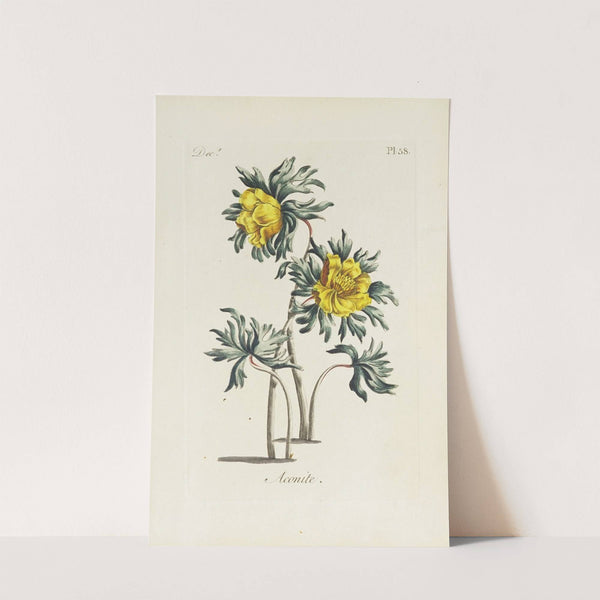 Aconite by Carington Bowles