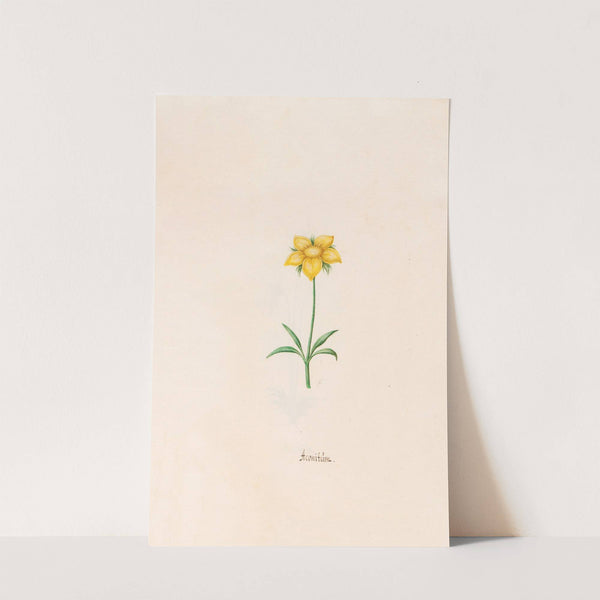 Aconitüm (1692) by Magdelena Rosina Funck