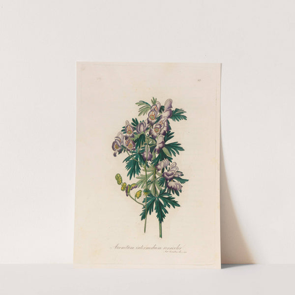 Aconitum intermedium versicolor (1818-1824) by Gaetano Savi