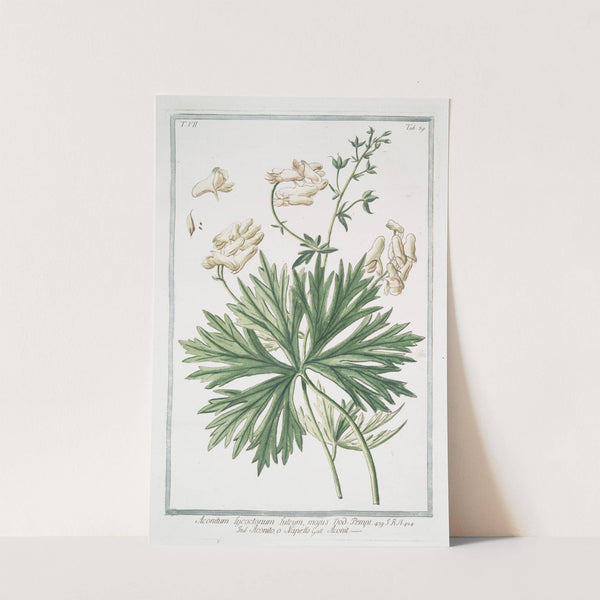 Aconitum Lycotonum, luteum, majus - Aconito, o Napello - Aconit. Yellow wolfsbane; Yellow wolfbane by Giorgio Bonelli