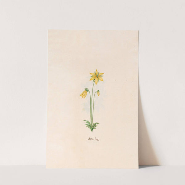 Aconitüm (1692) by Magdelena Rosina Funck