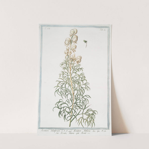 Aconitum salutiferum - Aconitum Anthora - Aconito, Anthora - Aconit. (Yellow monkshood, Pyrenees monkshood) by Giorgio Bonelli