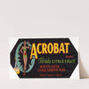 Acrobat Brand Florida Citrus Fruit Label (1937)