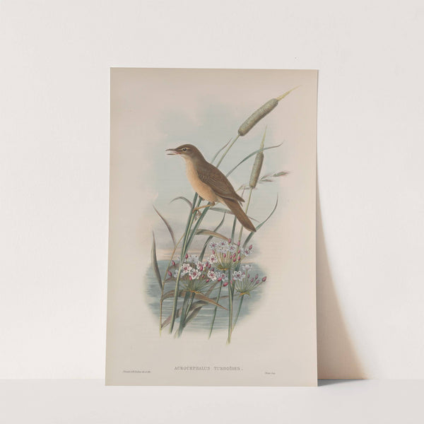 Acrocephalus turdoïdes. Thrush-Warbler. (1862-1873) by John Gould