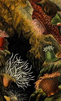 Actinia mesembryanthemum, A. chiococca, Sacartia chrysosplenium — size preview