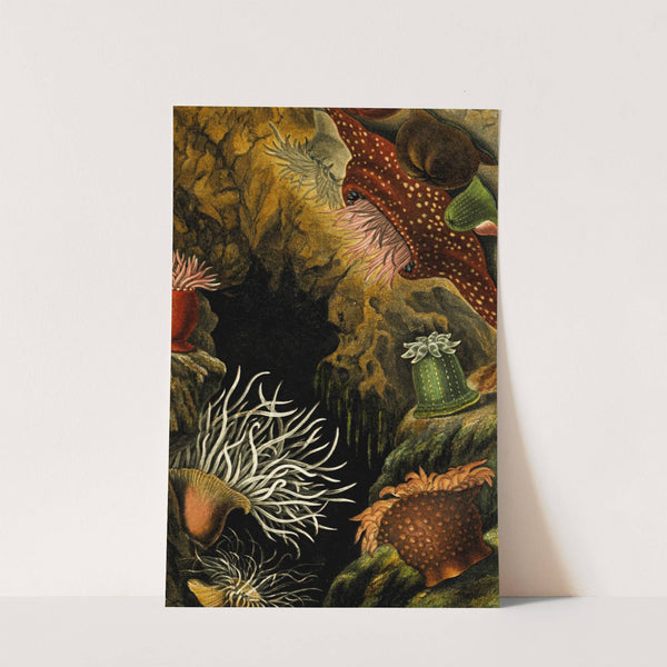 Actinia mesembryanthemum, A. chiococca, Sacartia chrysosplenium by Philip Henry Gosse