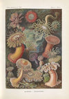 Actiniae. – Seeanemonen