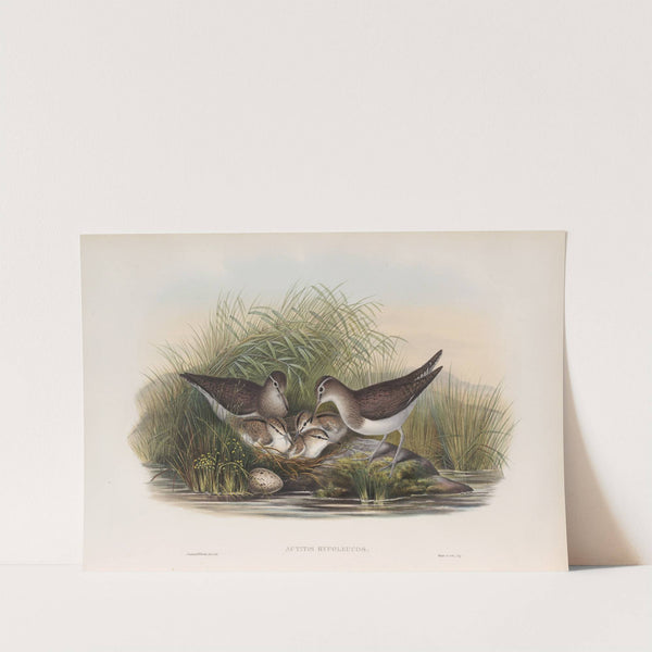 Actitis hypoleucos. Summer Snipe. (1862-1873) by John Gould