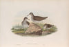 Actitis macularius. Spotted Sandpiper. (1862-1873)