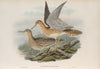 Actiturus Bartramius. Bartram’s Sandpiper. (1862-1873)