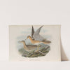 Actiturus Bartramius. Bartram’s Sandpiper. (1862-1873) by John Gould