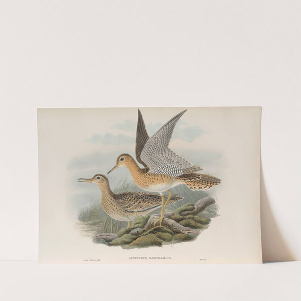 Actiturus Bartramius. Bartram’s Sandpiper. (1862-1873) by John Gould