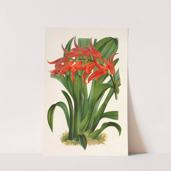 Ada aurantiaca (1854-1896) by Charles Antoine Lemaire