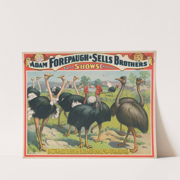 Adam Forepaugh & Sells Brothers great shows consolidated A congress of the giant birds of the world, … (1898) by Strobridge & Co. Lith.