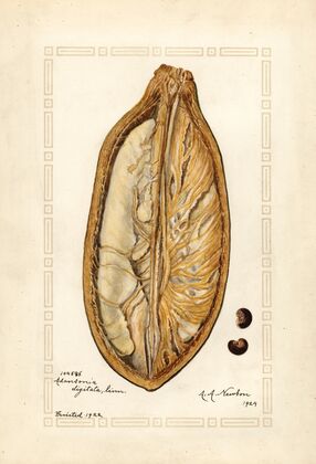Adansonia digitata