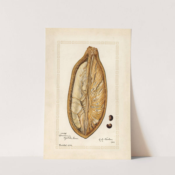 Adansonia digitata by Amanda Almira Newton