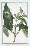 Adathoda Zeylanensium