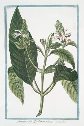 Adathoda Zeylanensium