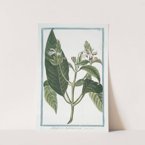 Adathoda Zeylanensium by Giorgio Bonelli