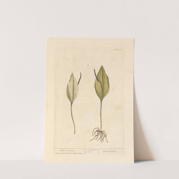 Adders tongue (1739) by Elizabeth Blackwell