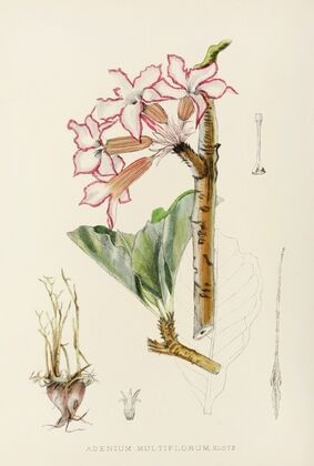 Adenium Multiflorum