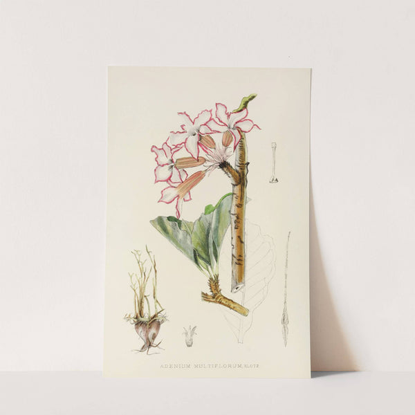 Adenium Multiflorum by Illtyd Buller Pole-Evans