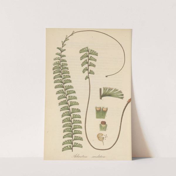 Adiantum caudatum (1823) by William Jackson Hooker