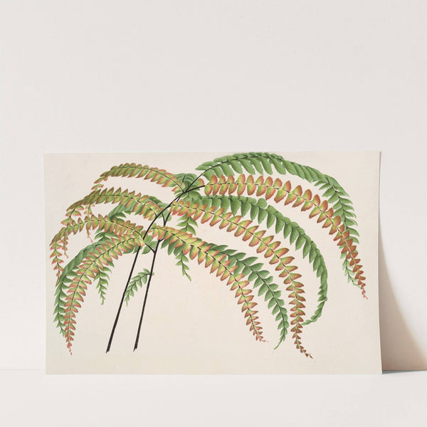 Adiantum Hendersoni by Charles Antoine Lemaire