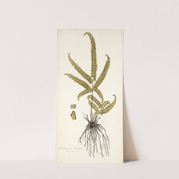 Adiantum striatum by Nikolaus Joseph Freiherr von Jacquin