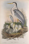 Adrea cinerea. Heron. (1862-1873)