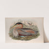 Adrea purpurea. Purple Heron. (1862-1873) by John Gould
