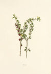 Aeae (1885)