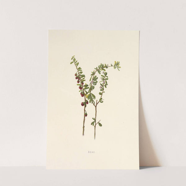 Aeae (1885) by Isabella McHutcheson Sinclair