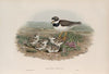 Ægialitis hiaticula. Ringed Plover. (1862-1873)