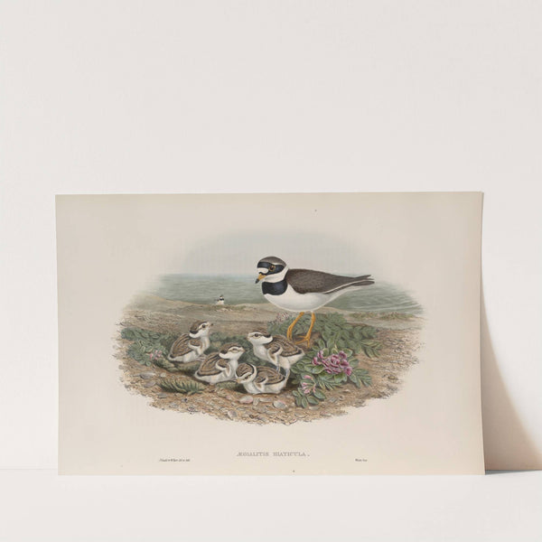 Ægialitis hiaticula. Ringed Plover. (1862-1873) by John Gould
