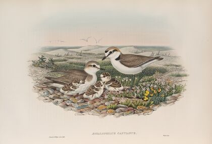 Ægialophilus cantianus. Kentish Plover. (1862-1873)