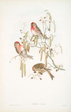 Ægiothus linaria. Mealy Redpole. (1862-1873)