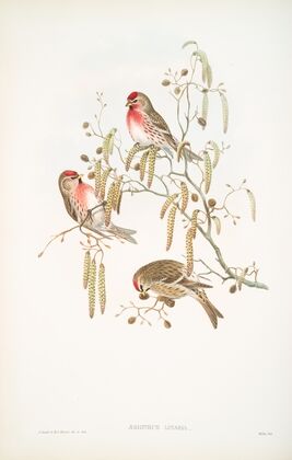 Ægiothus linaria. Mealy Redpole. (1862-1873)