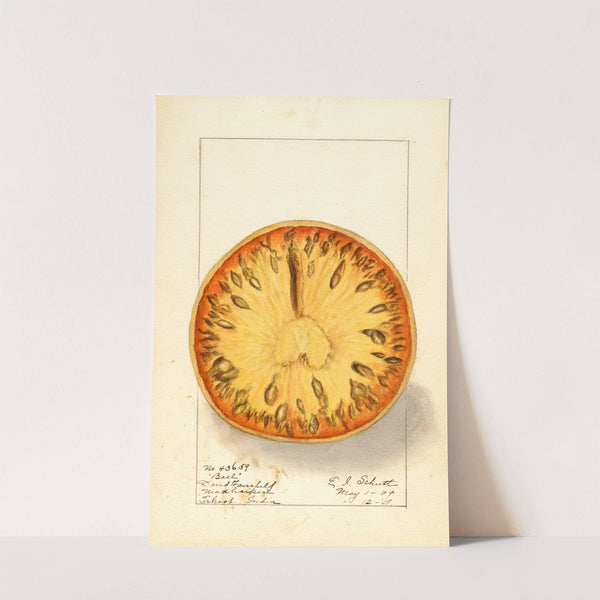 Aegle marmelos by Ellen Isham Schutt