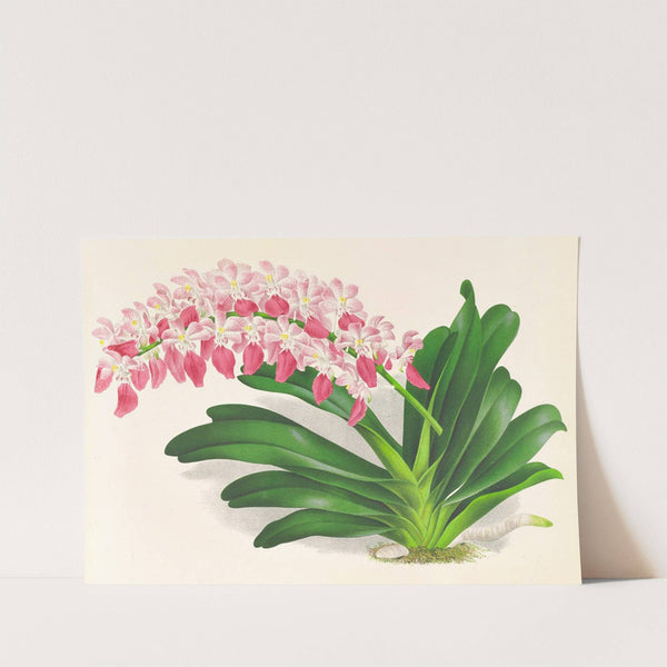 Aerides maculosum by Jean Jules Linden