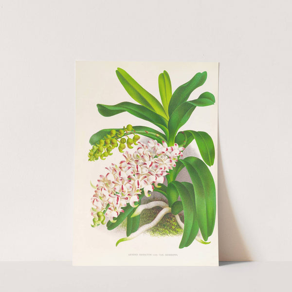 Aerides Odoratum by Jean Jules Linden