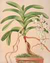 Aerides Quinquevulnerum