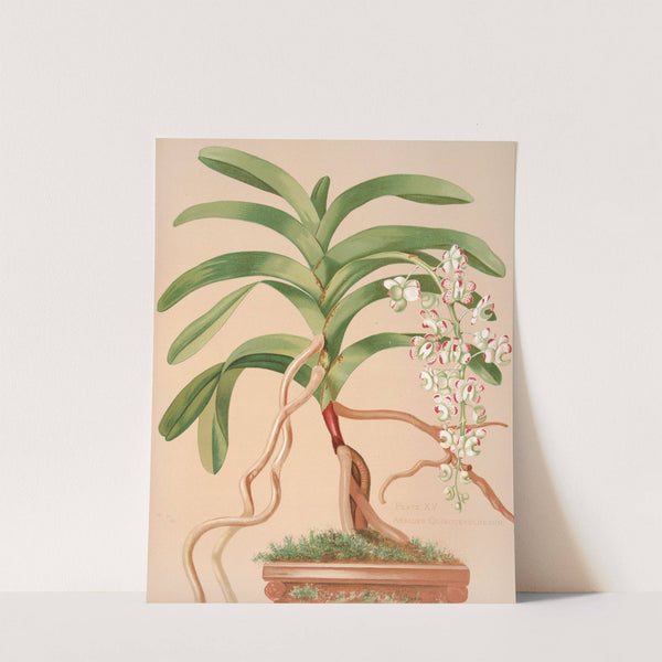 Aerides Quinquevulnerum by Harriet Stewart Miner