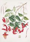 Aeschynanthus Peelii, H.f. & T. (1855)