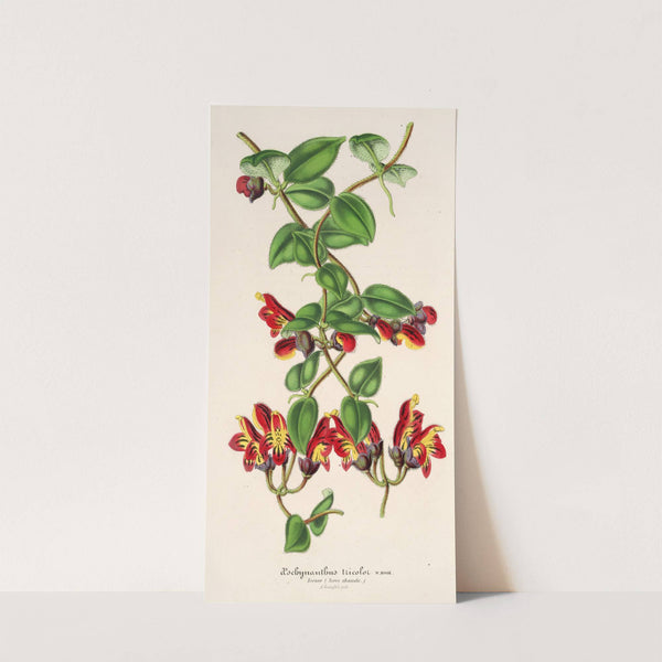 Aeschynanthus tricoIor by Charles Antoine Lemaire